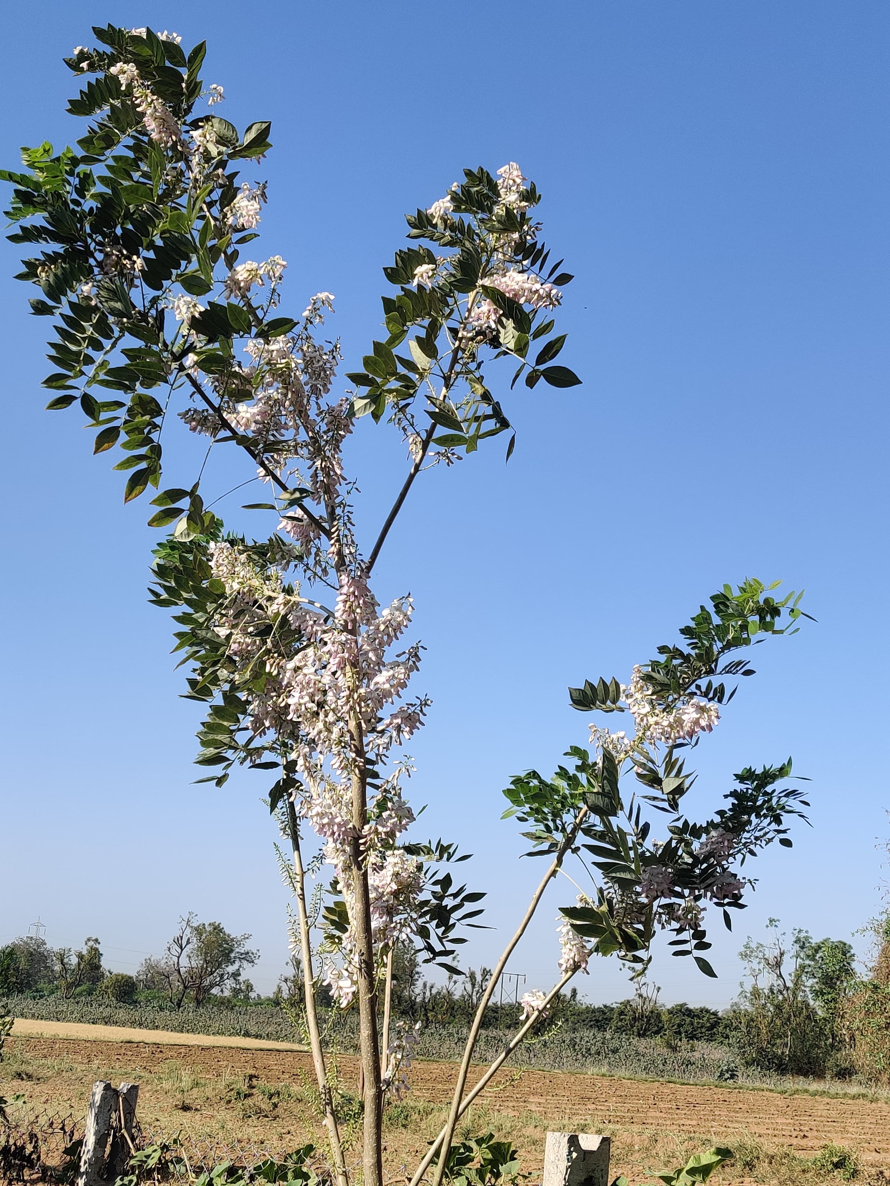 "परम् सत्त्वम्" — photo 6